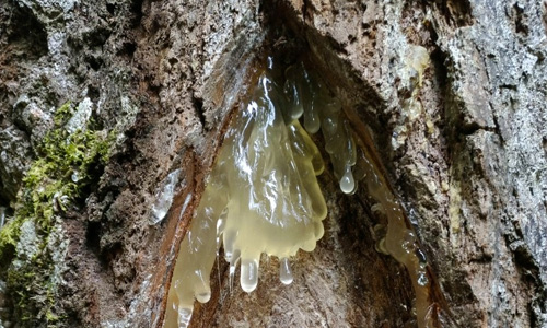 gumdamar-3