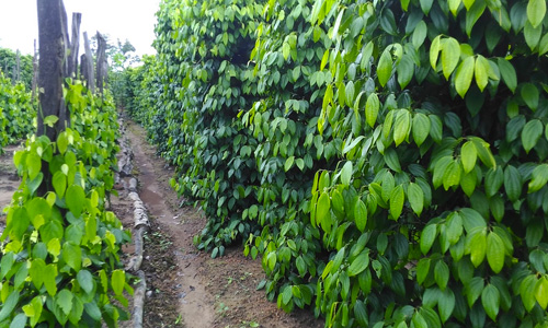 whitepepper-2