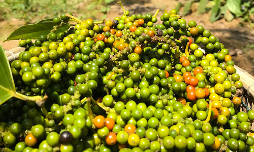 whitepepper-3