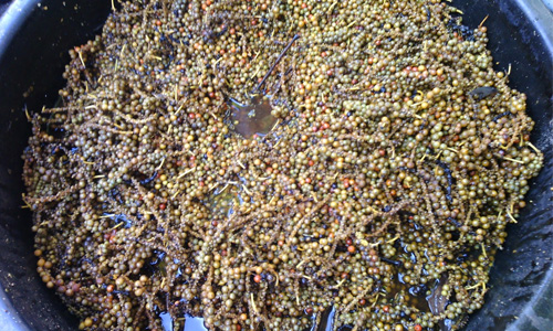 whitepepper-4