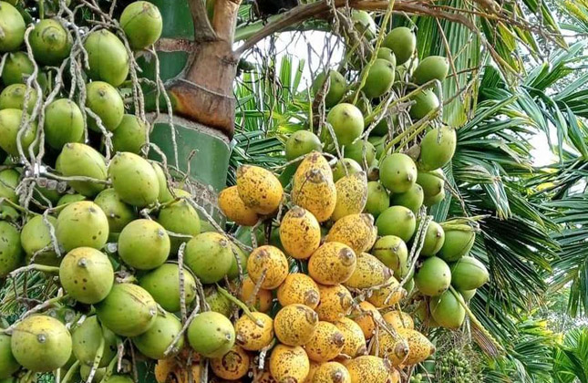 betelnut3