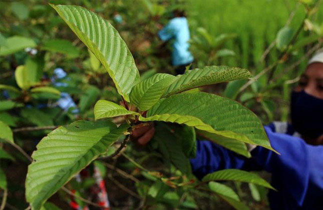 kratom3