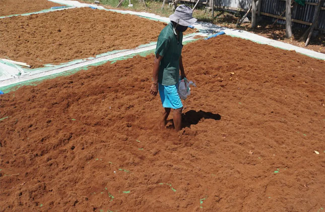 cocopeat 6