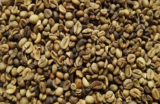 sumatra robusta 1